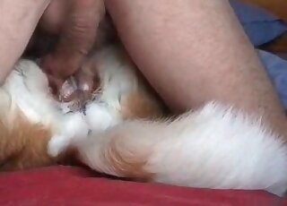 Yummy semen is the thing that this dog craves