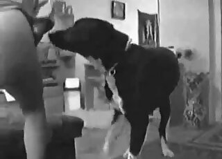 Big booty babe gets to fuck around with a dog