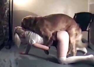 Close-up animal porn action
