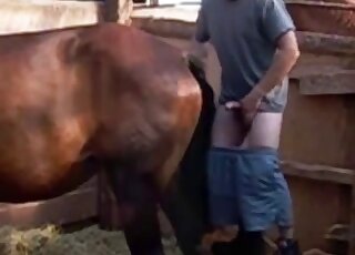 Brown colored horse pleasantly fucked by rancher