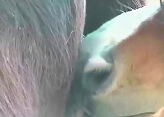 Provocative dark donkey is peeing in stable