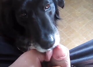 Killen ber en hund att suga på den där killen i POV