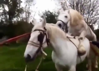 White horse with a big boner gets off with mare