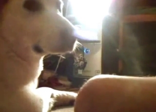 White dog looks cute even while sucking it