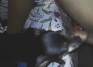 Wide-eyed dog licking that tasty cum all off