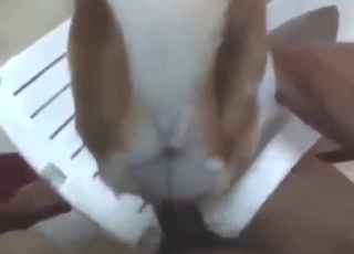 When he gapes that dog, you get hard as well