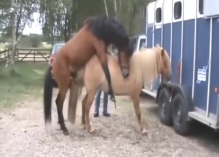 Pleasure and orgasms with the best beasts