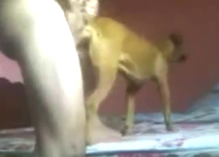 Dog fucking looks great, everyone cums from it