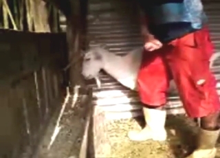 Gaping session with a goat, white beast GAPED