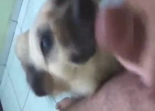 POV blowjob from a dog that needs hard dick