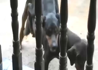 Doberman getting fucked with real pleasure