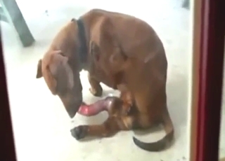 Tax avsugning med hund som suger sin egen kuk