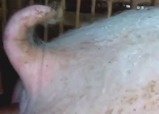 Pig fucking session with a slutty beast that cums