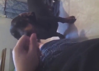 Black dog is eager to blow this dude real hard