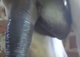 Bestiality porn with a donkey flaunting its dick