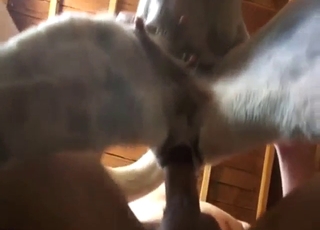 Horned-up dog taking a guy's full girth/length