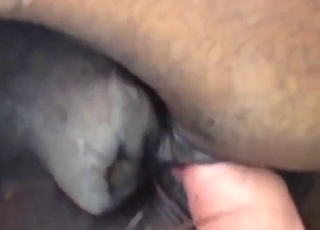 Zoophilic dude is happy to fuck a mare from behind