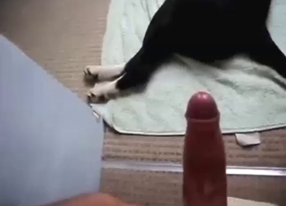Bitch-ass black animal fucking and orgasming