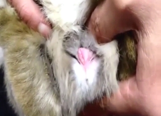 Real fucking craziness with bunny cock, vag