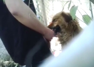 Horned-up prefers fucking a dog's slutty throat