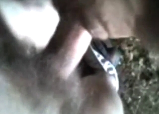 Dude cums all over that cow with his penis