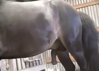 Dude fucks a horse, hopes for a creampie inside