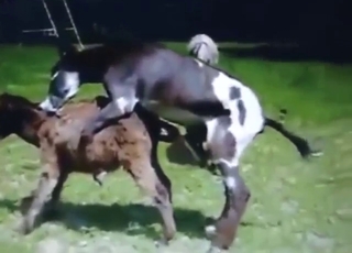 Donkey porn movie with unexpected fucking