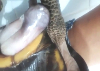 Turtle gets to fuck a lady's wet pussy up close
