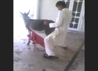 Funny-looking fella fucks a donkey from behind