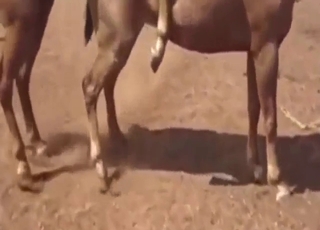 Stallion porn showing this majestic animal cock