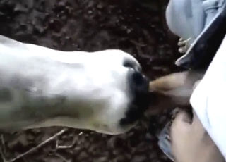 Calf gets a real taste of that cock in a POV scene