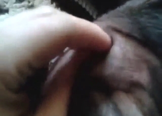 Bestiality sex with a Lab getting fingered silly