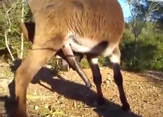 Bestiality sex with a donkey that sucks a nice D