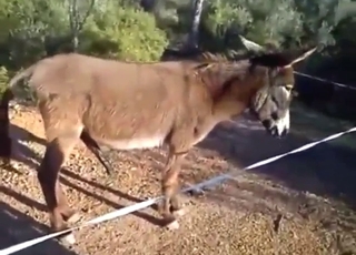 Зоофилия с ослом, который хорошо сосет член.