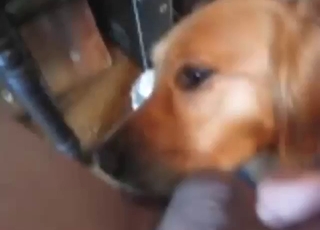 Zoo sex with a Golden Retriever sucking fat cock