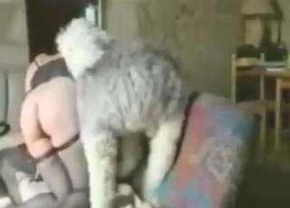 Frenchwoman zoophile gets fucked by a dog