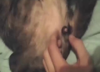 Cat is going to appreciate the taste of nice dick