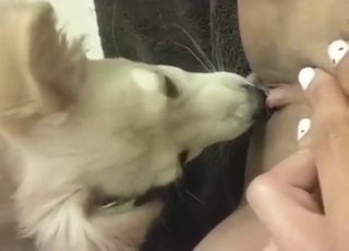 Girl and dog are sucking the same penis for fun