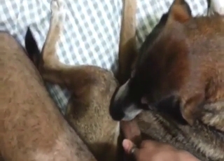 Close-up dick sucking with a seductive doggo