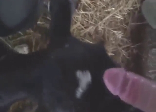 Oral zoophile porn with a sexy beast sucking