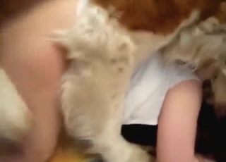Saint Bernard bang with a lady who goes hard
