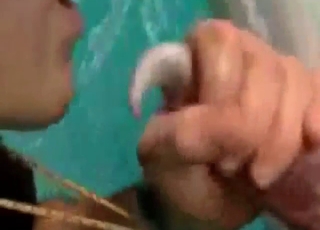 Hot dolphin in zoophile porn: sucking looks SLICK