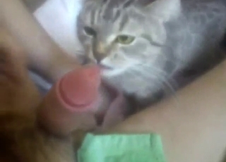 Cat cock-lapping in XXX oral porn to the brink