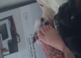 Tasty toes are getting sucked off by a sexy dog