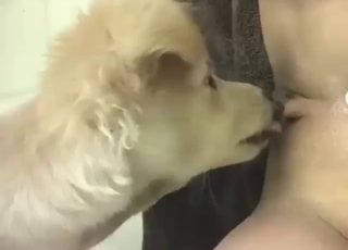 Dog worshipping juicy pussy hole like a pro
