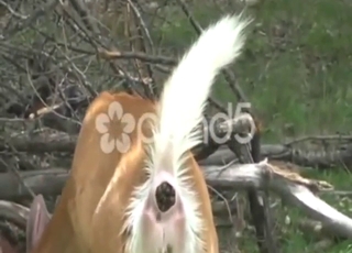 Deer porn movie showing a sexy animal shitting