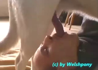 Bestiality sex with a guy who blows a white dog