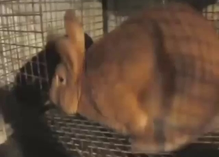 Rabbit fucking scene with lots and lots of teasing