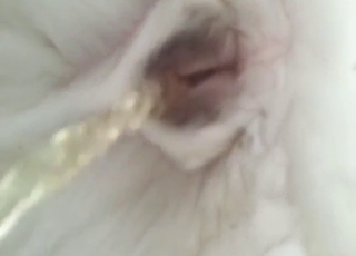 Husky is ready to showcase its piss hole hard