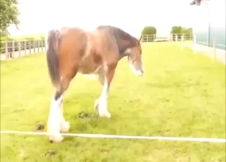Nasty outdoor shitting session with a stallion